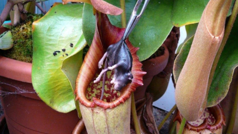 Nepenthes