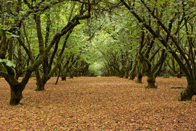 Hazelnut Tree