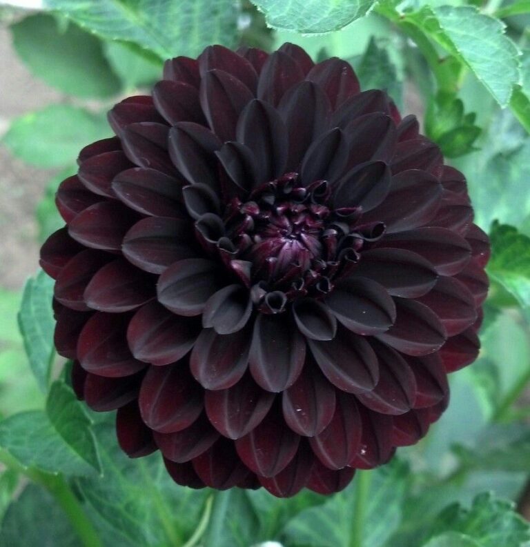 Black Dahlia Flower