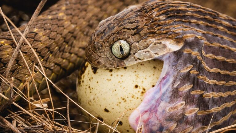 What Eats Snakes